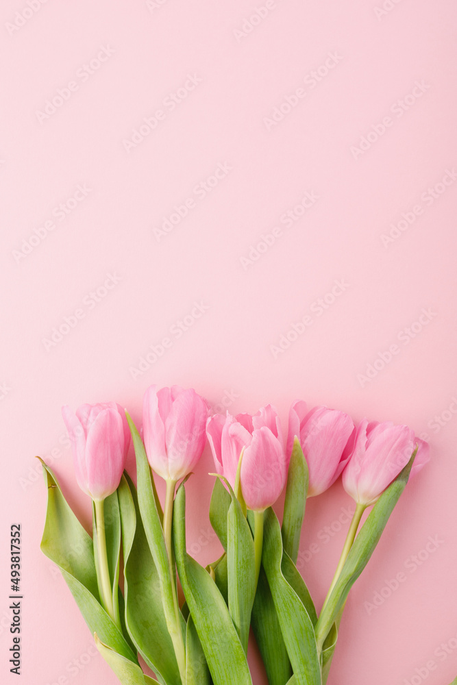 bouquet of pink tulips on a pink background
