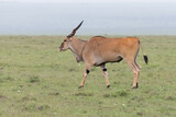 side profile of a Kudu antelope in the savannah