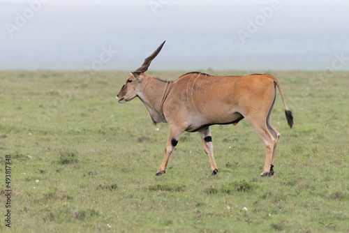 side profile of a Kudu antelope in the savannah photo