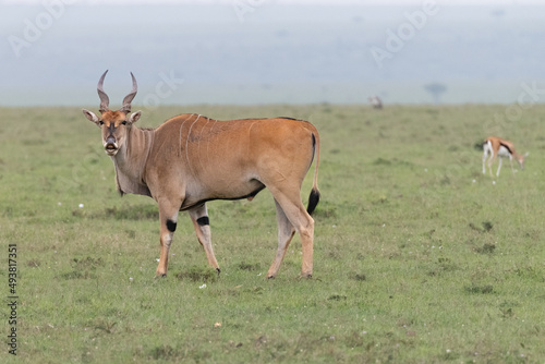 Kudu in the savannah photo