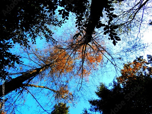 Fototapeta Naklejka Na Ścianę i Meble -  Natura/ las