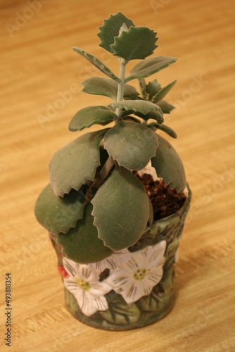 succulent in a flowerpot