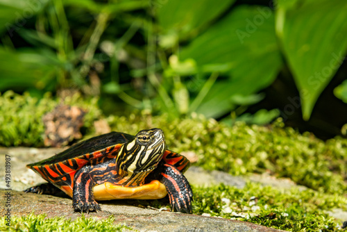 Eastern Painted Turtle - Chrysemys picta photo