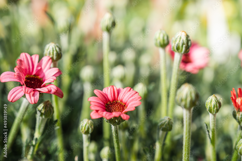 早春の花畑 早春の花畑