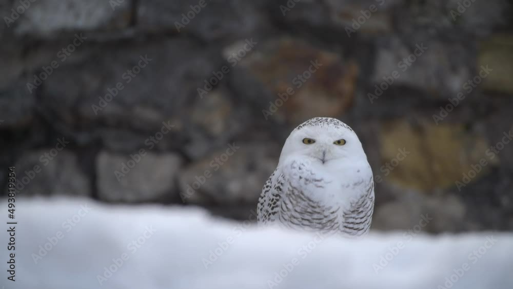 Snowy owl pan reveal closeup standing in snow hunting in morning. Amazing beautiful wild bird Snowy owl pan reveal closeup standing in snow hunting in morning. Amazing beautiful wild bird
