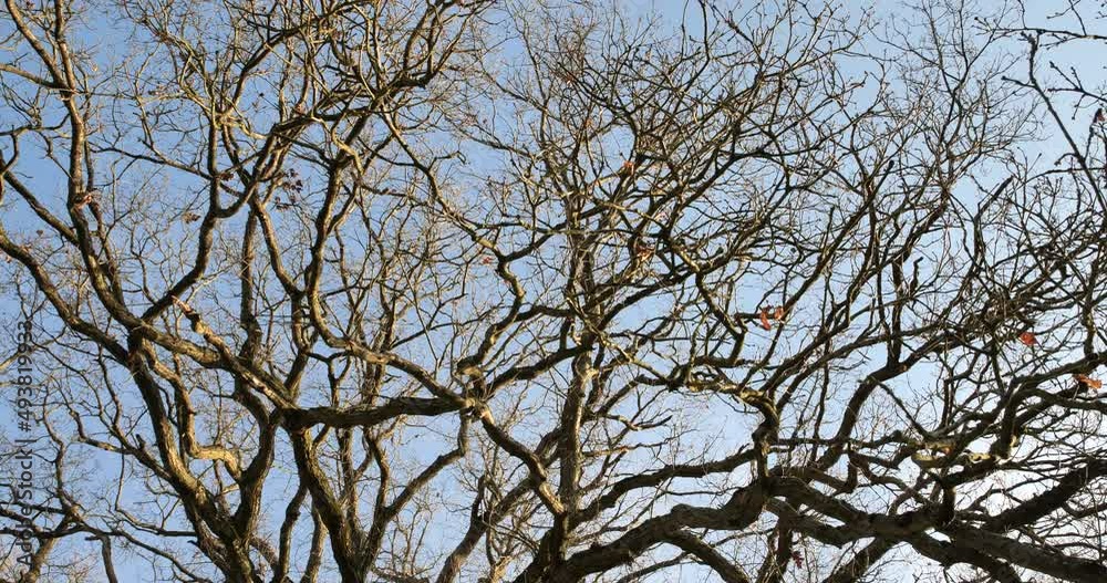 Nature en hiver par beau temps Nature en hiver par beau temps