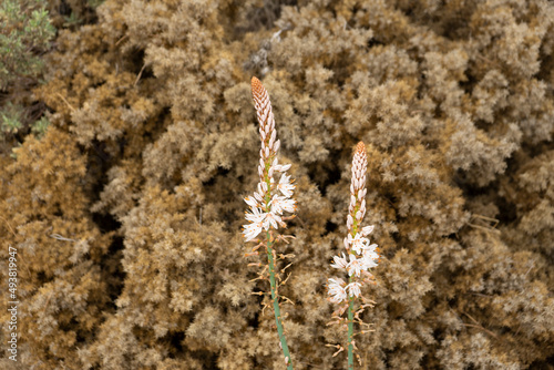 FLORES BLANCAS EN UN CAMPO