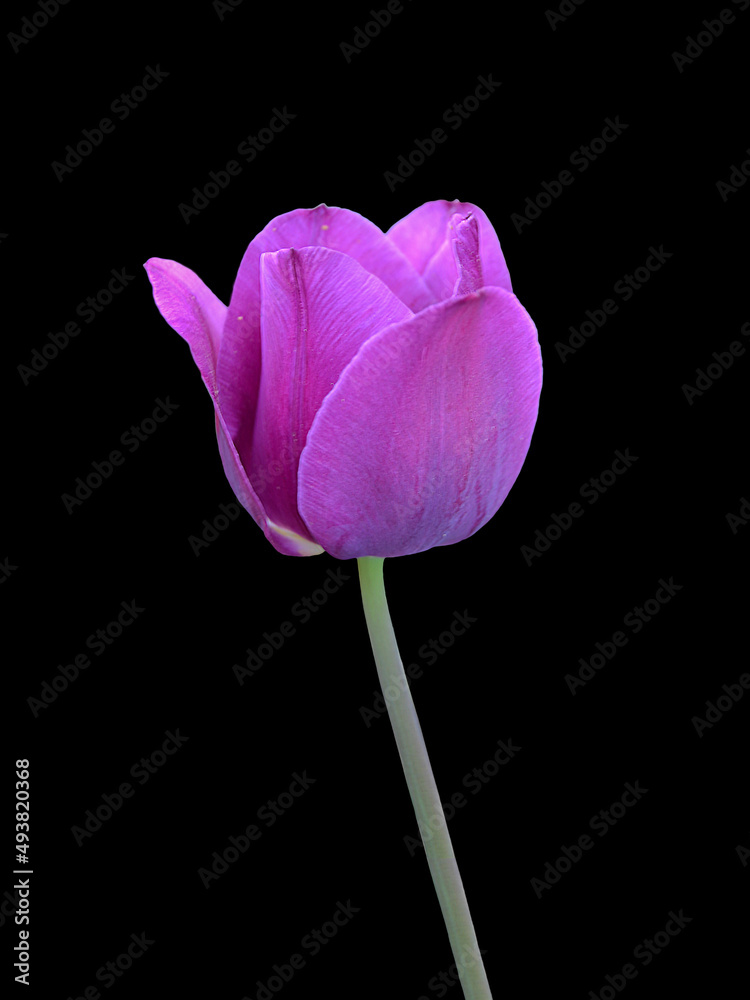 Closeup of a purple tulip on black background