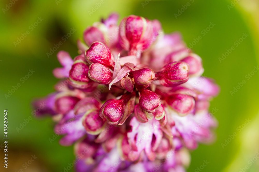 Himantoglossum robertianum, giant orchid, zenith macro detail in the botanical garden of Barcelona (Spain). Himantoglossum robertianum, giant orchid, zenith macro detail in the botanical garden of Barcelona (Spain).