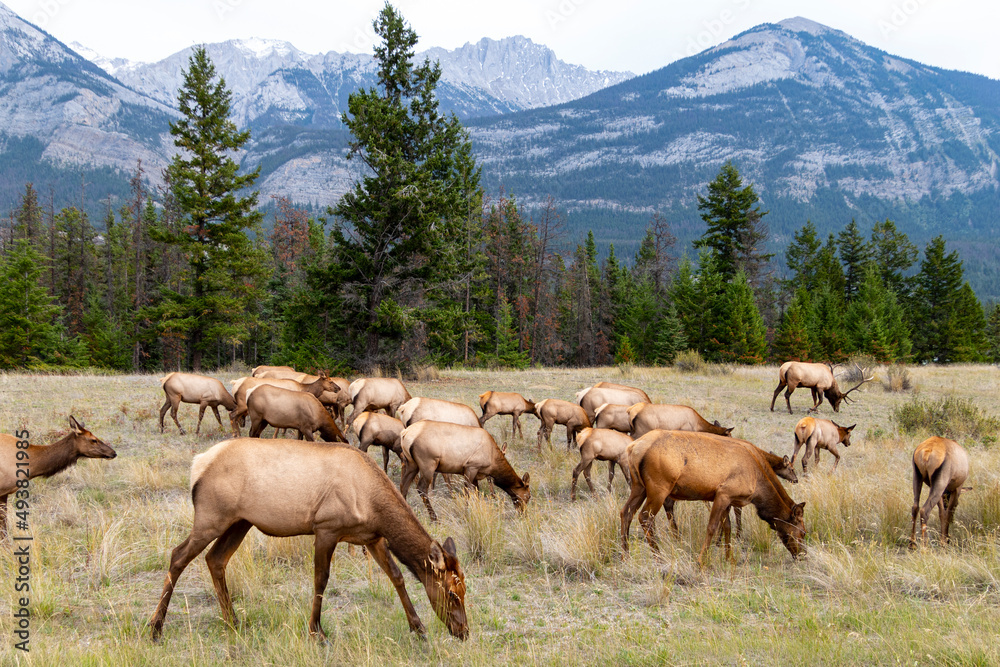 Fototapeta premium elk in the mountains