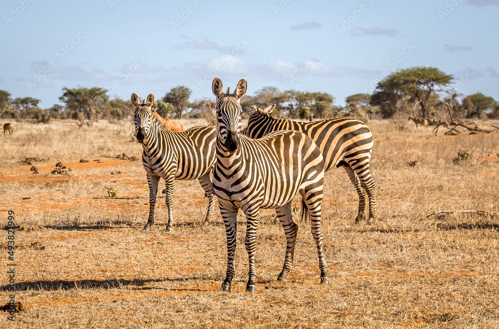 Obraz premium African zebras in Kenya