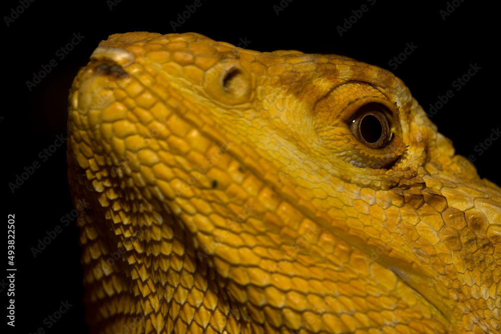 Golden iguana