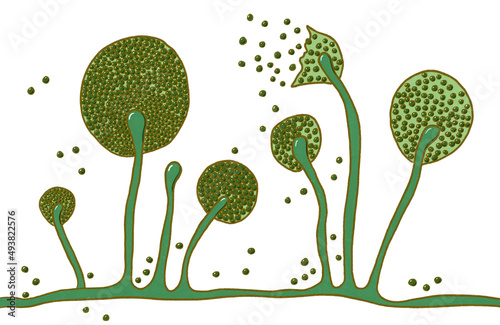 Structure of Mucor mold, black fungus photo