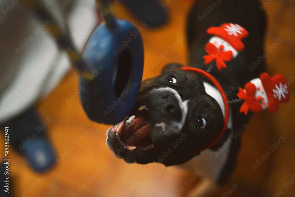 american staffordshire terrier playing with toy