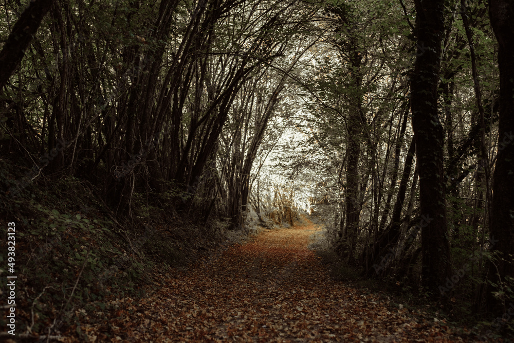 Fototapeta premium Paysages d'Anjou en automne