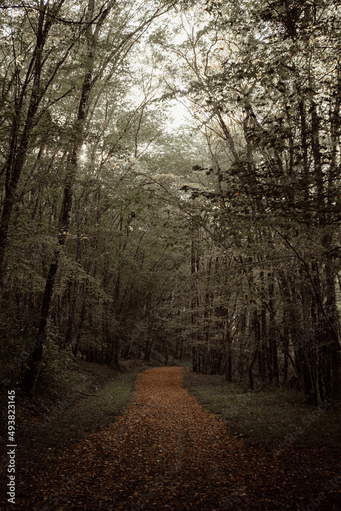 Naklejka premium Paysages d'Anjou en automne