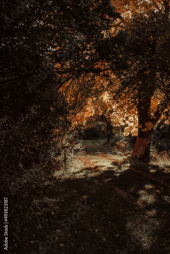 Paysages d'Anjou en automne © Alice