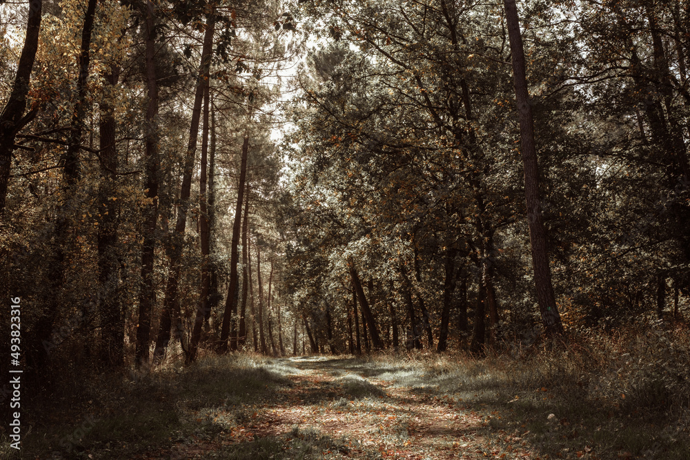 Forêt d'Anjou en automne