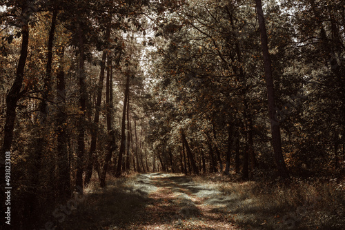 Forêt d'Anjou en automne