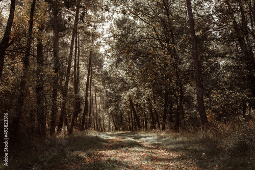 Forêt d'Anjou en automne © Alice