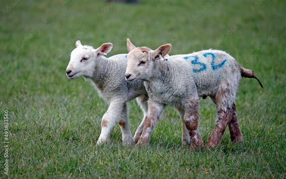 Obraz premium New born lambs down on the farm