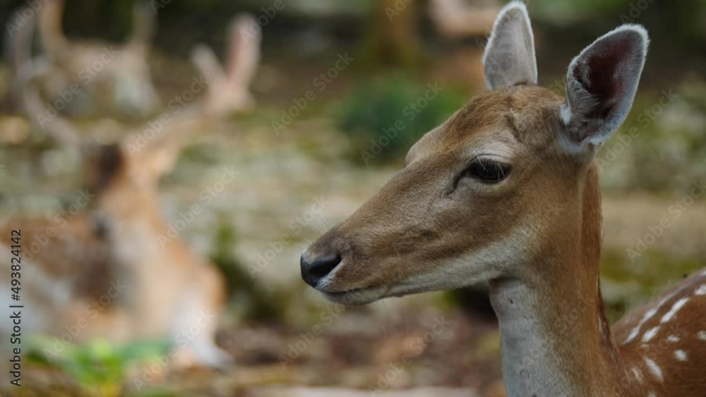 Fallow deer in natural environment. Female and male in the background. Deer Dama dama. Vision Park in Auberive region, France. Slow motion Fallow deer in natural environment. Female and male in the background. Deer Dama dama. Vision Park in Auberive region, France. Slow motion