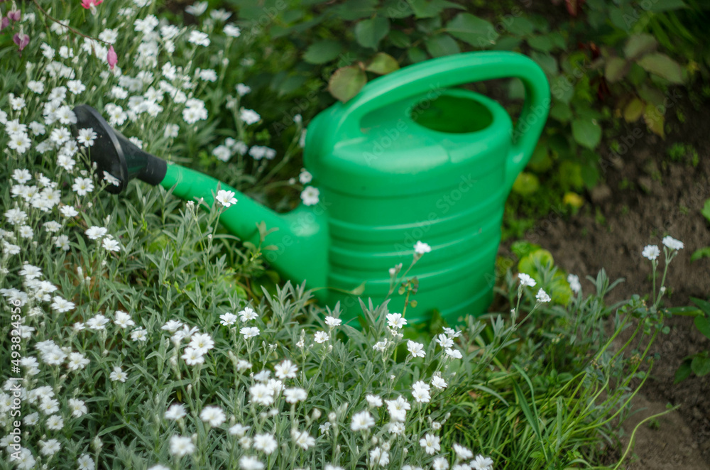 watering can in garden watering can in garden