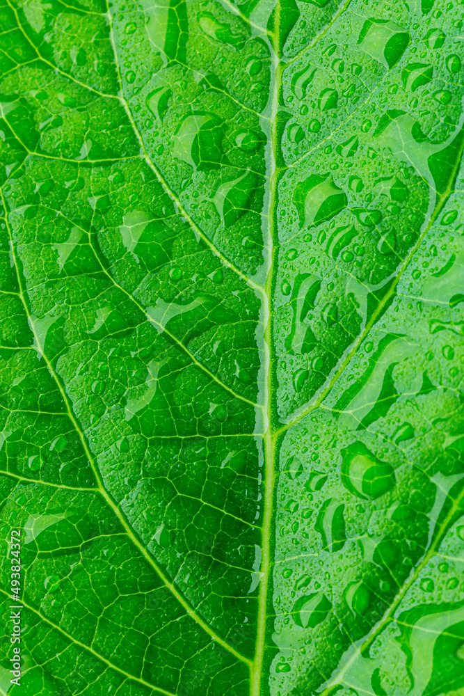 Obraz premium green macro leaf and water drop,Close up photo of water drops on a green leaf
