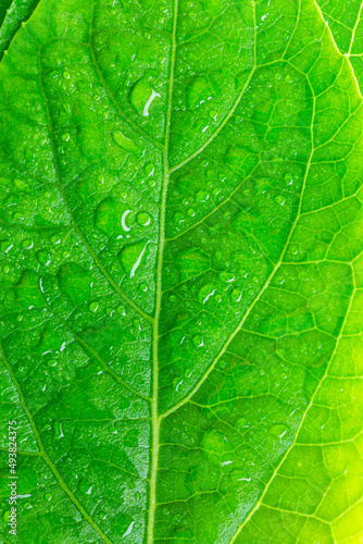green macro leaf and water drop,Close up photo of water drops on a green leaf