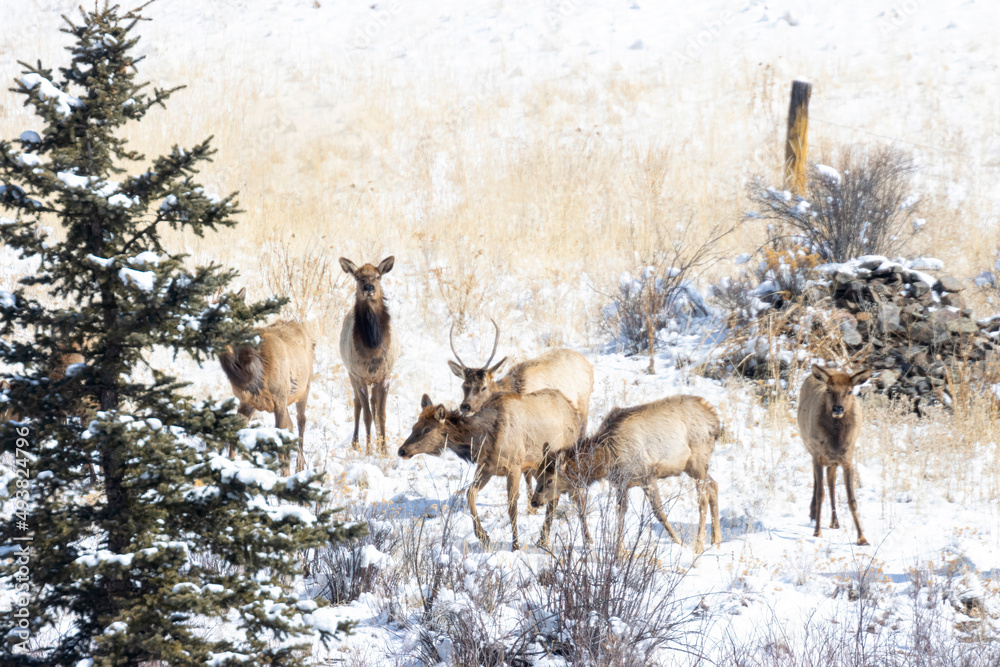 Winter Elk Winter Elk