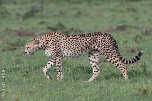 cheetah stalking in the Maasai Mara 