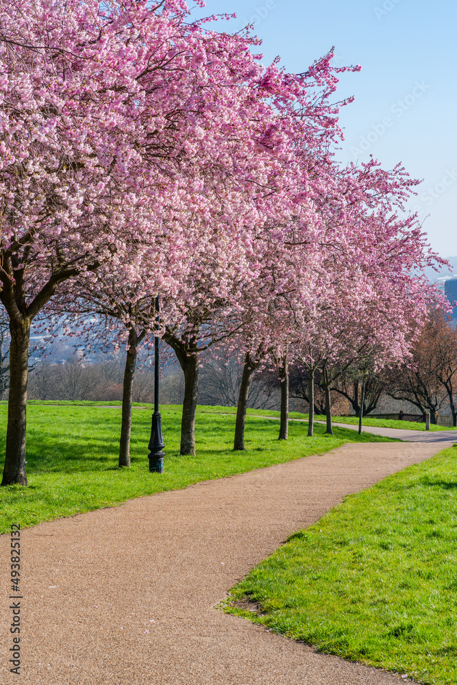 Cherry blossoms in Alexandra Park, London, UK. Selective focus