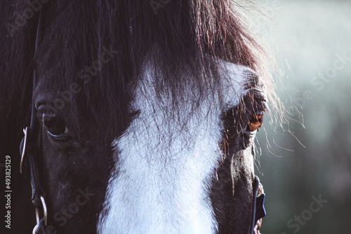 Auge eines Pferdes im Detail photo