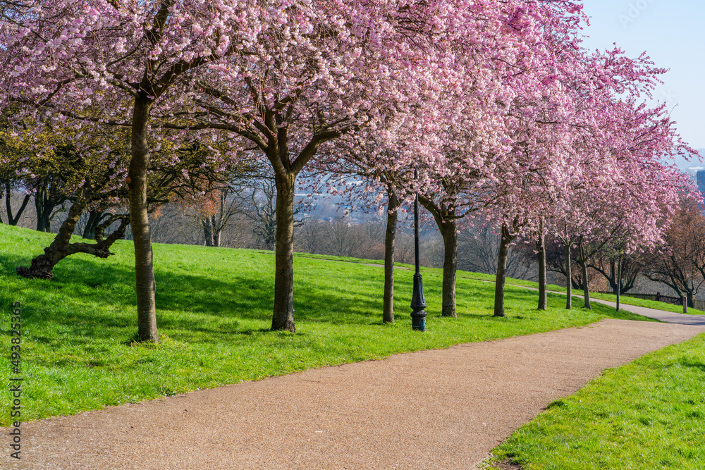 Cherry blossoms in Alexandra Park, London, UK. Selective focus Cherry blossoms in Alexandra Park, London, UK. Selective focus