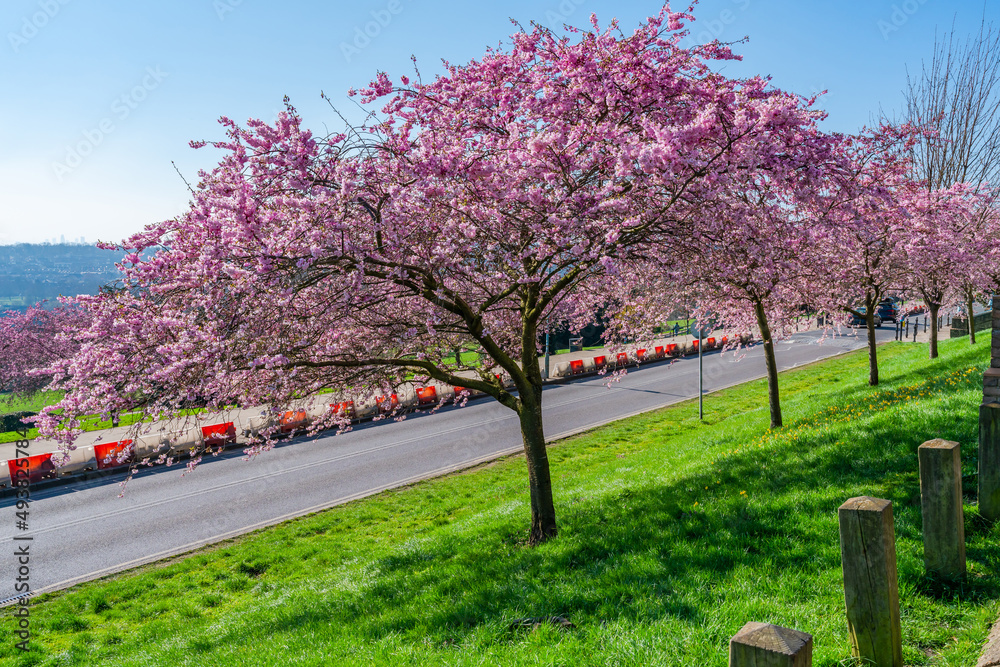 Cherry blossoms in Alexandra Park, London, UK Cherry blossoms in Alexandra Park, London, UK