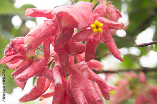 beautiful pink flowers closeup