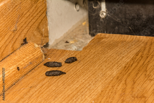 Norway Rat Feces found in the kitchen during a pest control inspection.