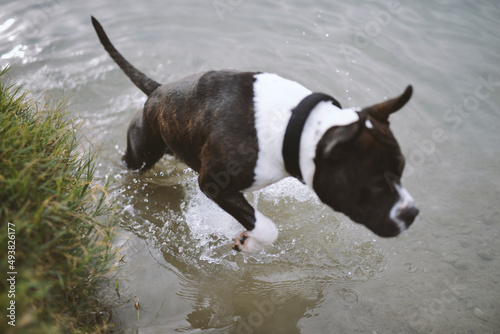 dog running in water © daniele