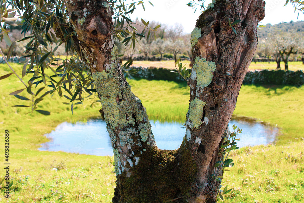 Fototapeta premium Old olive tree with a pond in the background