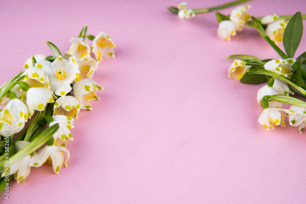 snowdrop flowers on a pink background