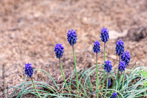 Wild blue flowers of Nazarene  Muscari neglectum  among the grass of the field