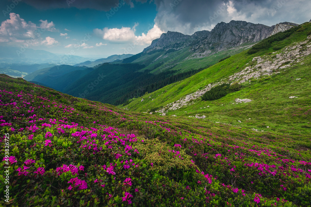 Blooming pink rhododendron flowers in the mountains, Bucegi, Carpathians, Romania