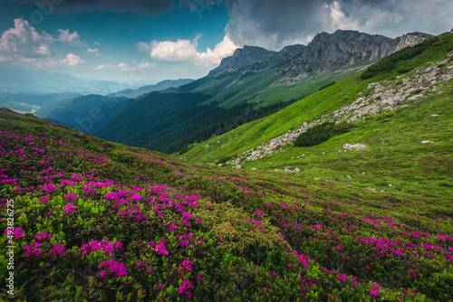 Blooming pink rhododendron flowers in the mountains, Bucegi, Carpathians, Romania
