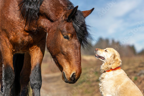 Horses and dogs, animal friends: Portrait of a bay South German draft horse and a golden retriever dog photo