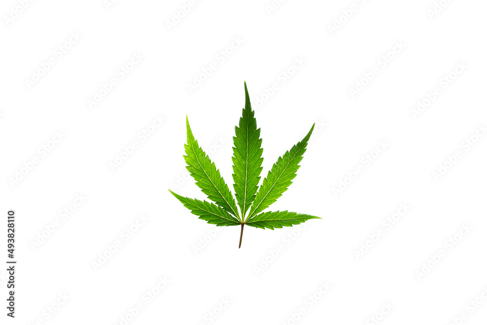 Marijuana green leafs on white background Gelato cookies variety Marijuana green leafs on white background Gelato cookies variety