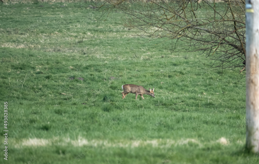 a lone wild Roe Deer (Capreolus capreolus) in a vibrant green grass meadow a lone wild Roe Deer (Capreolus capreolus) in a vibrant green grass meadow