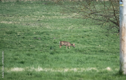 a lone wild Roe Deer  Capreolus capreolus  in a vibrant green grass meadow