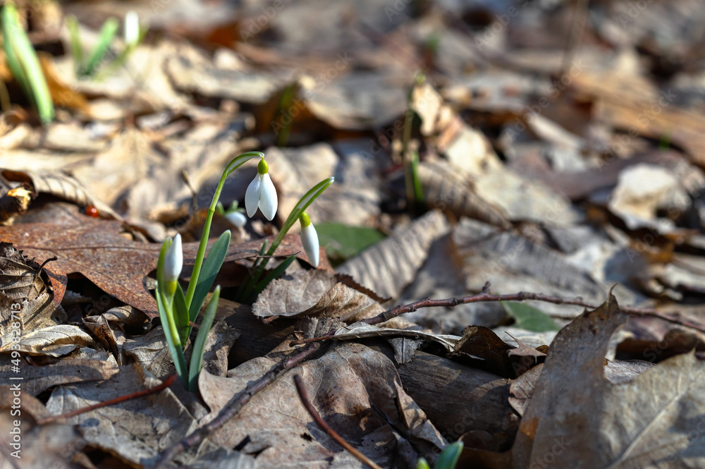 snowdrop, spring flowers, dry leaves, first snowdrop, spring forest, spring-flower, flower in forest, inflorescence, bud, sunlight, closeup, snowdrop in forest, plant, white, spring, flower, nature, f snowdrop, spring flowers, dry leaves, first snowdrop, spring forest, spring-flower, flower in forest, inflorescence, bud, sunlight, closeup, snowdrop in forest, plant, white, spring, flower, nature, f