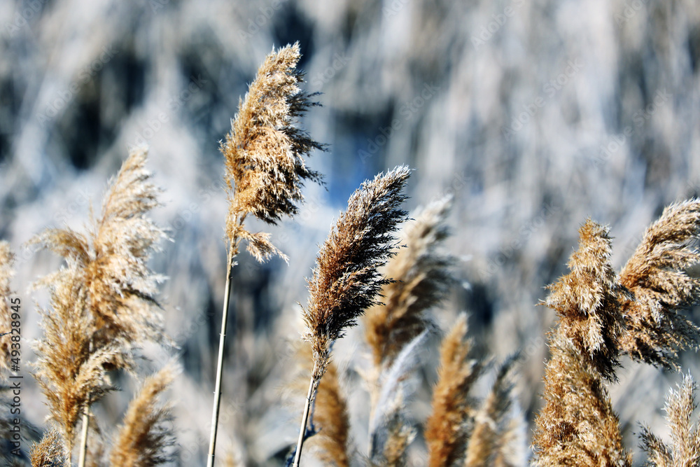 Fototapeta premium weeds blowing in the wind close-up