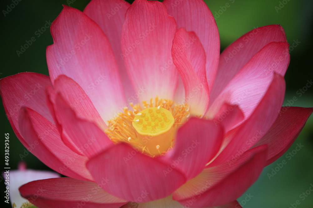 close up of red/pink lotus flower